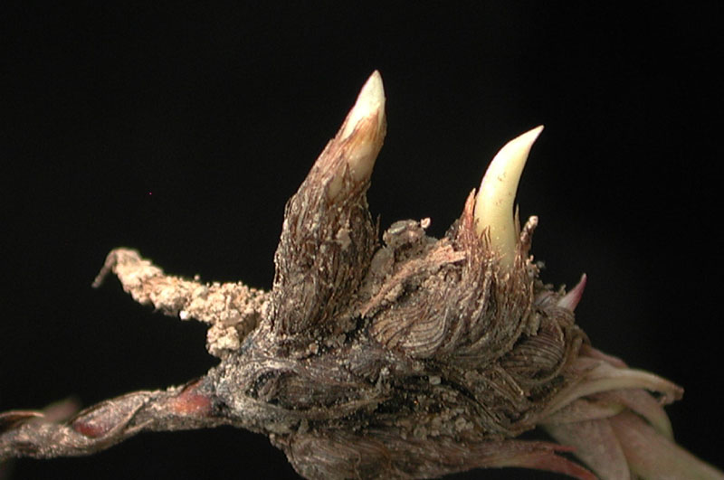 coco-grass, Java grass, nut grass, purple nut sedge, purple nutsedge, سُعد,مشک زمین,حب الزلم,تپلاق,ا